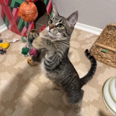 Mocha, a ADOPTABLE Domestic Short Hair in Irvine, CA image 3/5