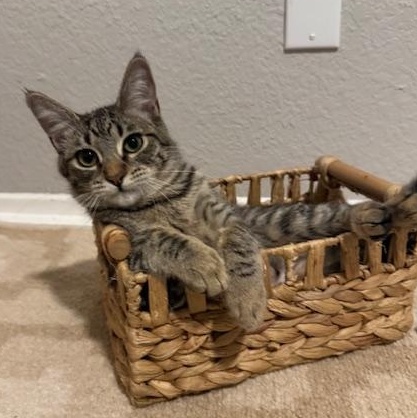 Mocha, a ADOPTABLE Domestic Short Hair in Irvine, CA image 2/5