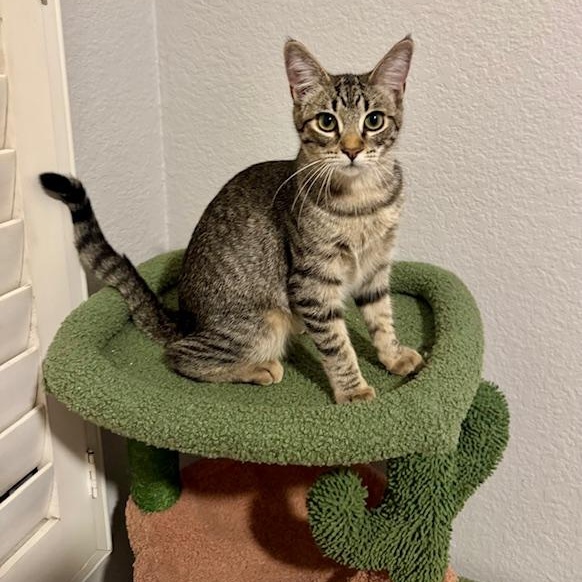 Mocha, a ADOPTABLE Domestic Short Hair in Irvine, CA image 5/5