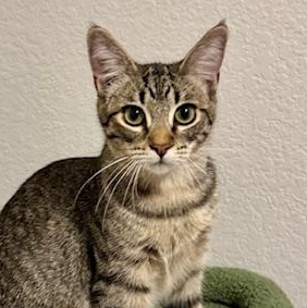 Mocha, a ADOPTABLE Domestic Short Hair in Irvine, CA image 1/5