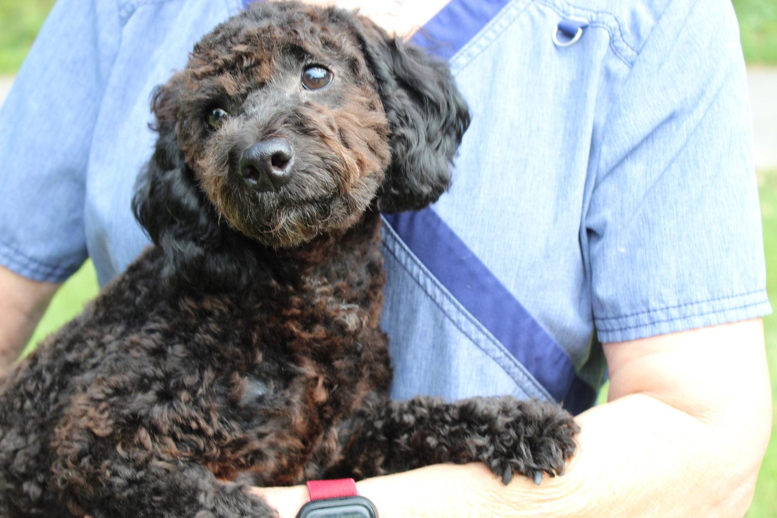 Enlarge Dino 44081, a Adopted Poodle in Prattville, AL image 1/3