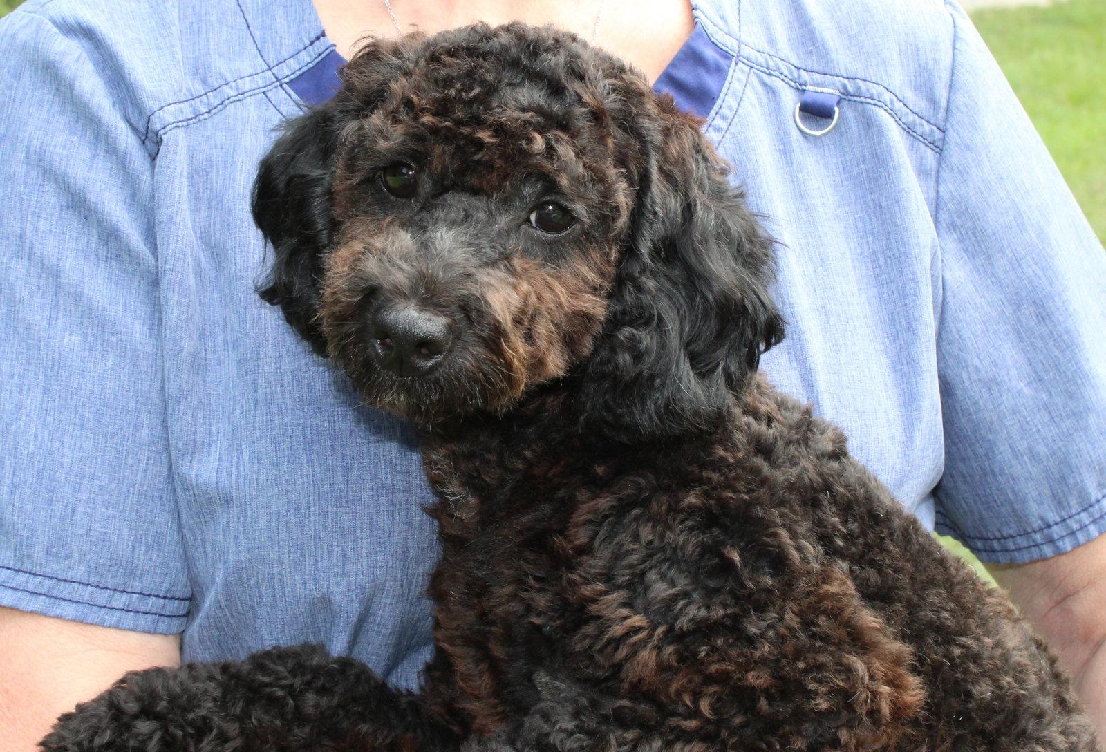 Enlarge Dino 44081, a Adopted Poodle in Prattville, AL image 2/3