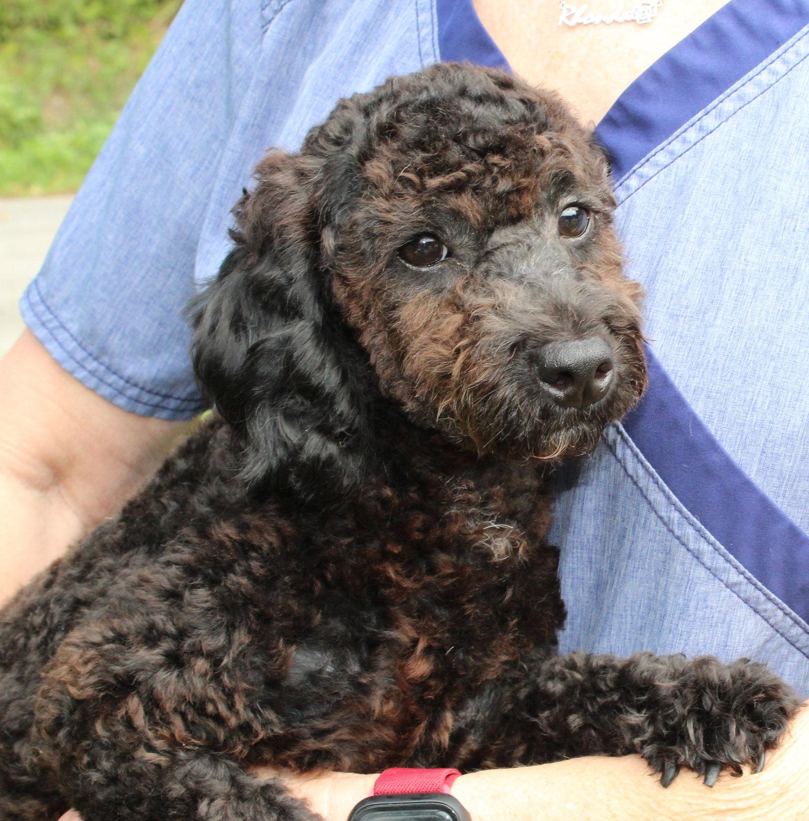 Enlarge Dino 44081, a Adopted Poodle in Prattville, AL image 3/3