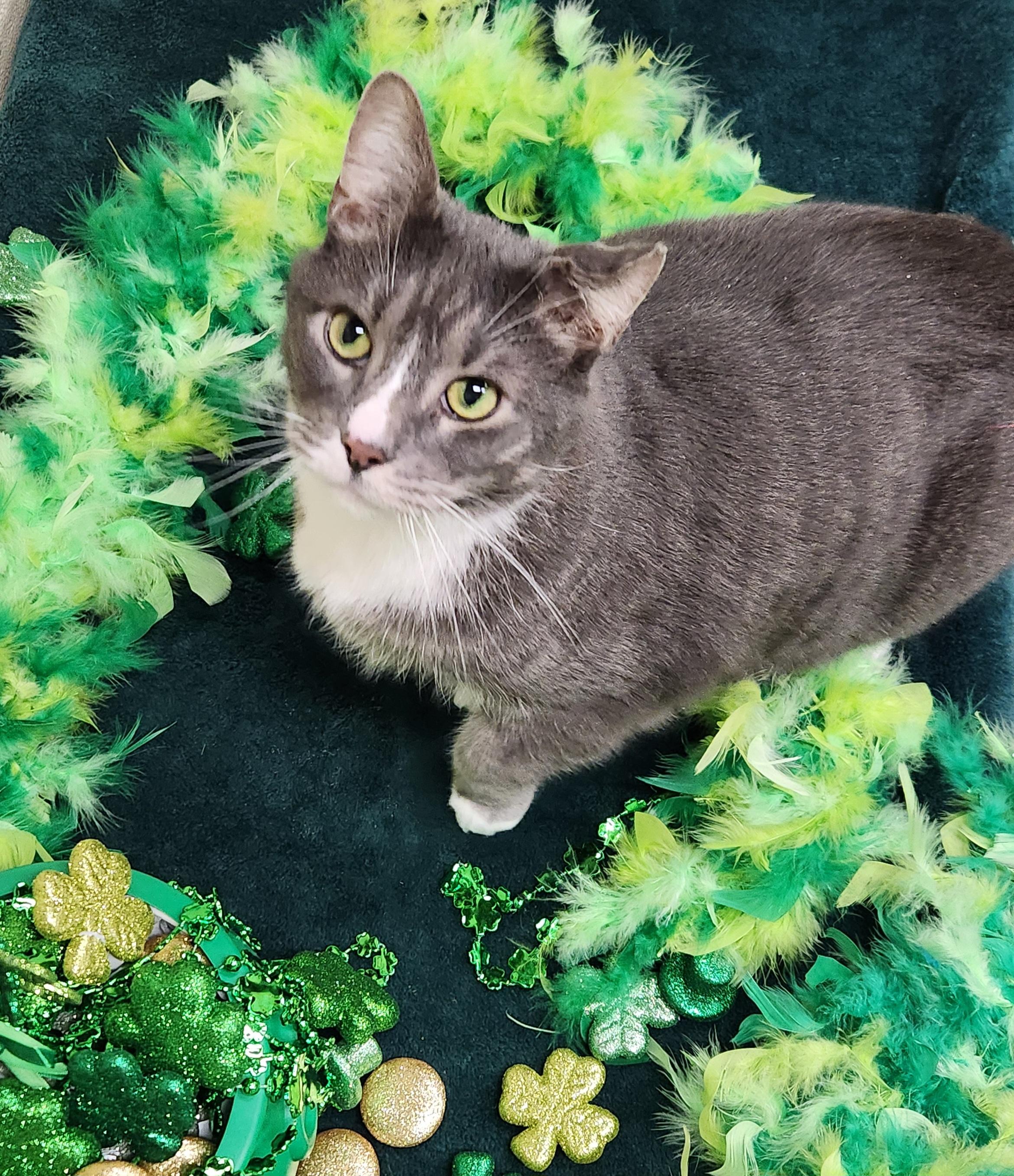 Enlarge Figaro, an adoptable Domestic Short Hair in Sewaren, NJ image 1/6