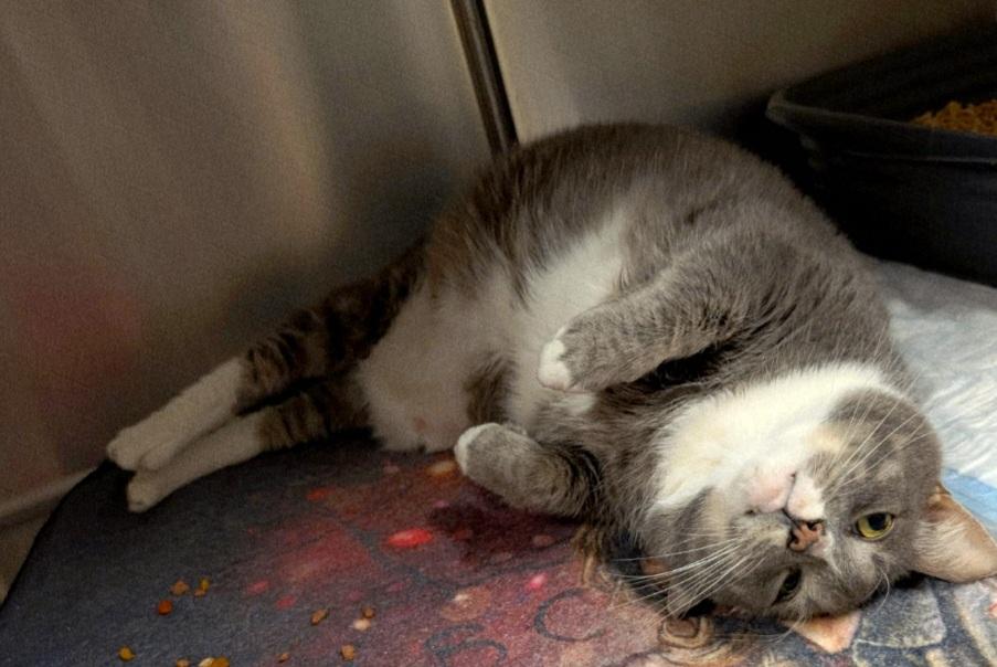 Enlarge Figaro, an adoptable Domestic Short Hair in Sewaren, NJ image 3/3