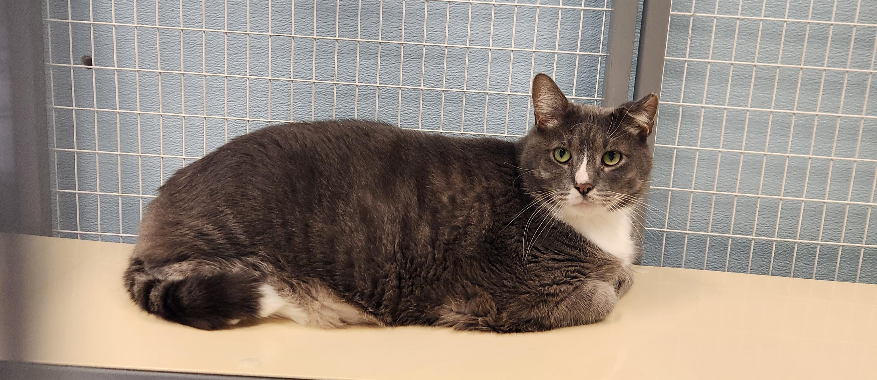 Figaro, adoptable, Adult Male Domestic Short Hair.