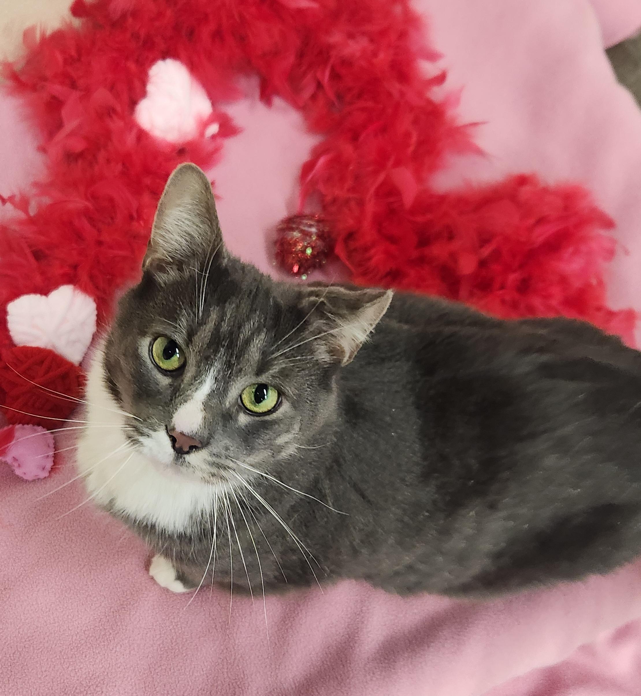 Enlarge Figaro, an adoptable Domestic Short Hair in Sewaren, NJ image 2/6