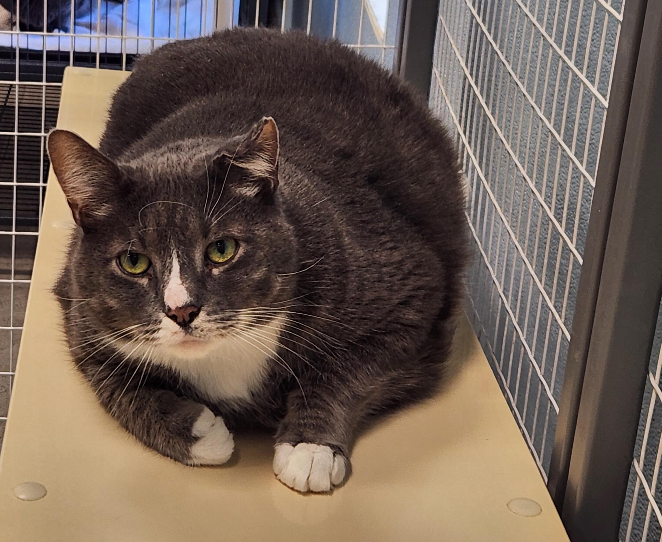 Enlarge Figaro, an adoptable Domestic Short Hair in Sewaren, NJ image 2/3