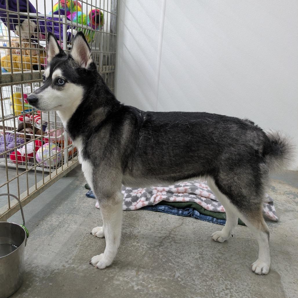 Ruby, Adoptable, Adult Female Klee Kai & Mixed Breed.