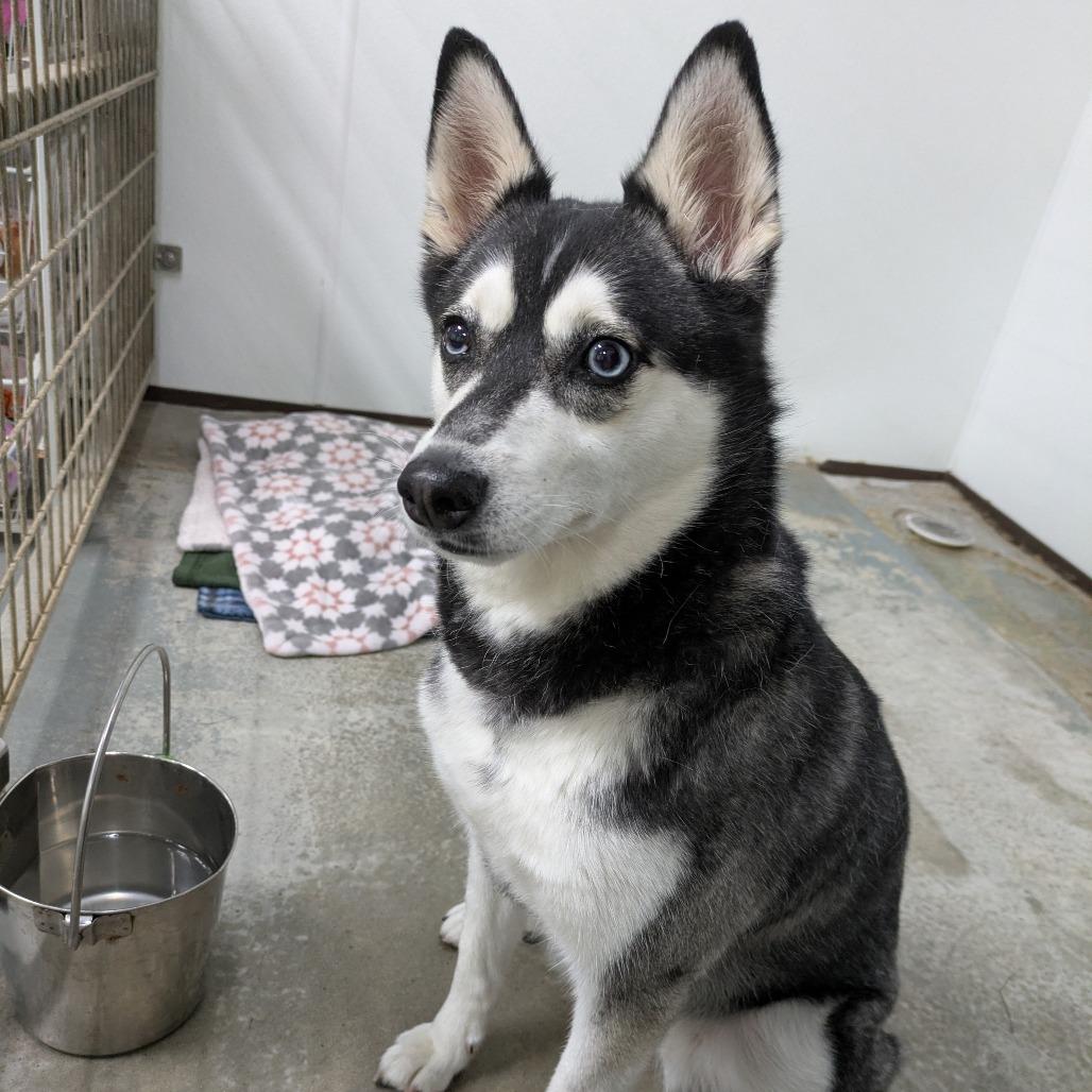 Enlarge Ruby, a Adoptable mixed breed in Fulton, TX image 2/3