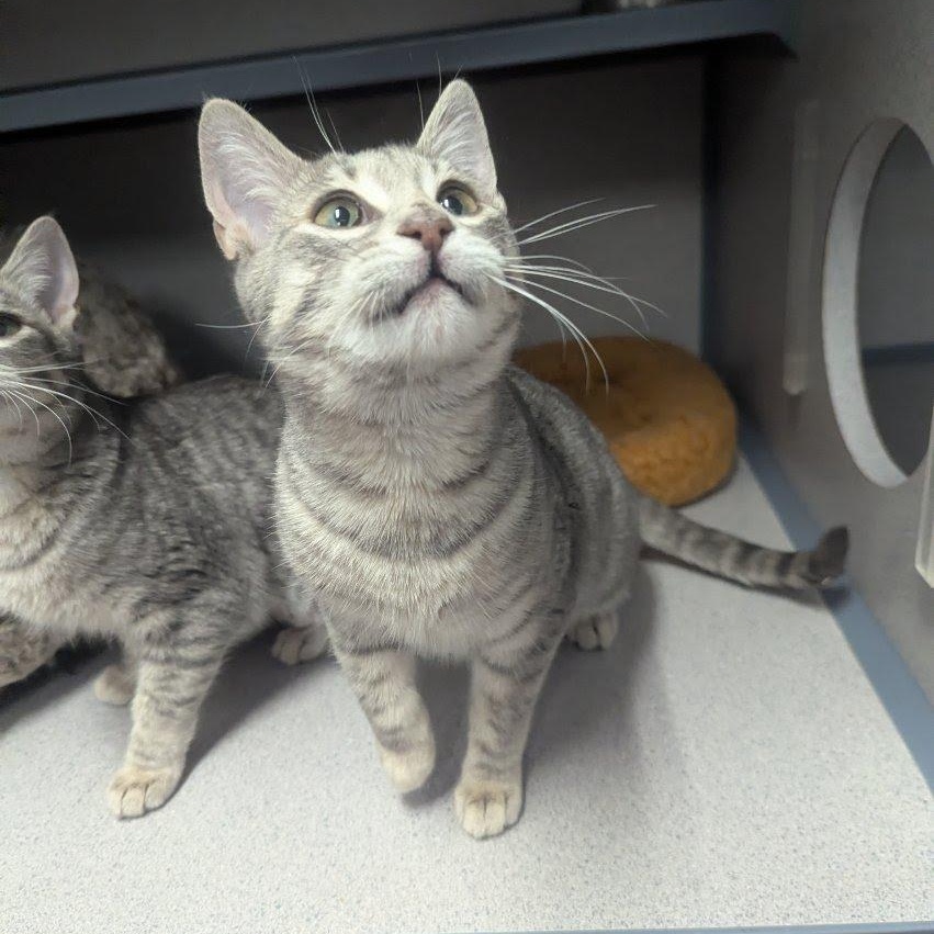 Ellie & Willow, adopted, Young Female Domestic Short Hair.