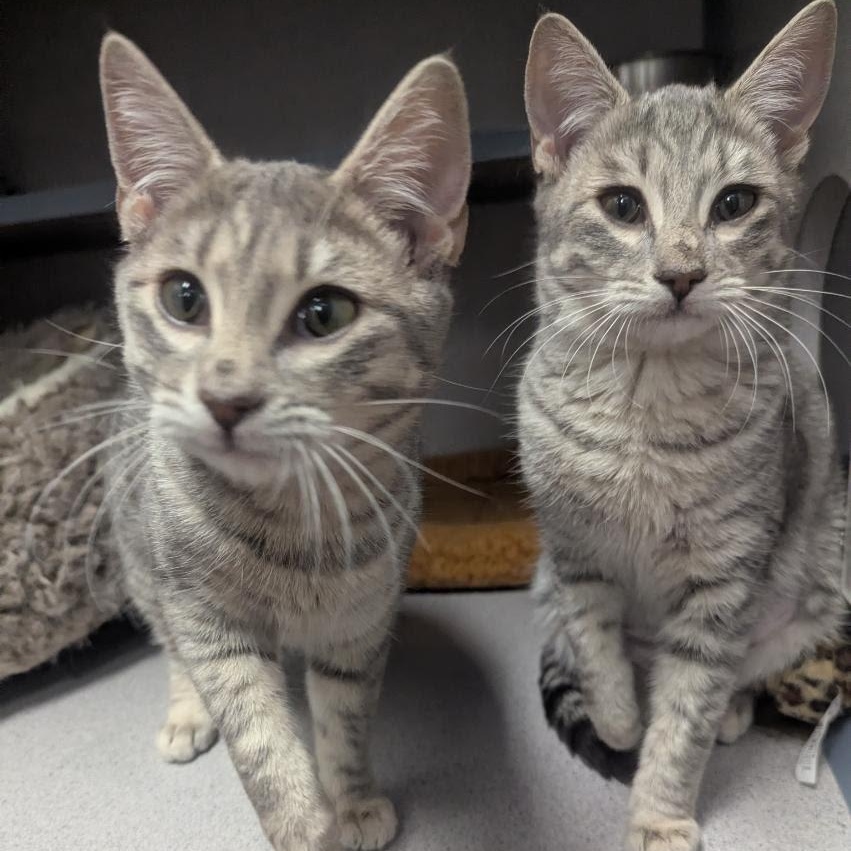 Enlarge Ellie & Willow, an adopted Domestic Short Hair in Grass Valley, CA image 3/4