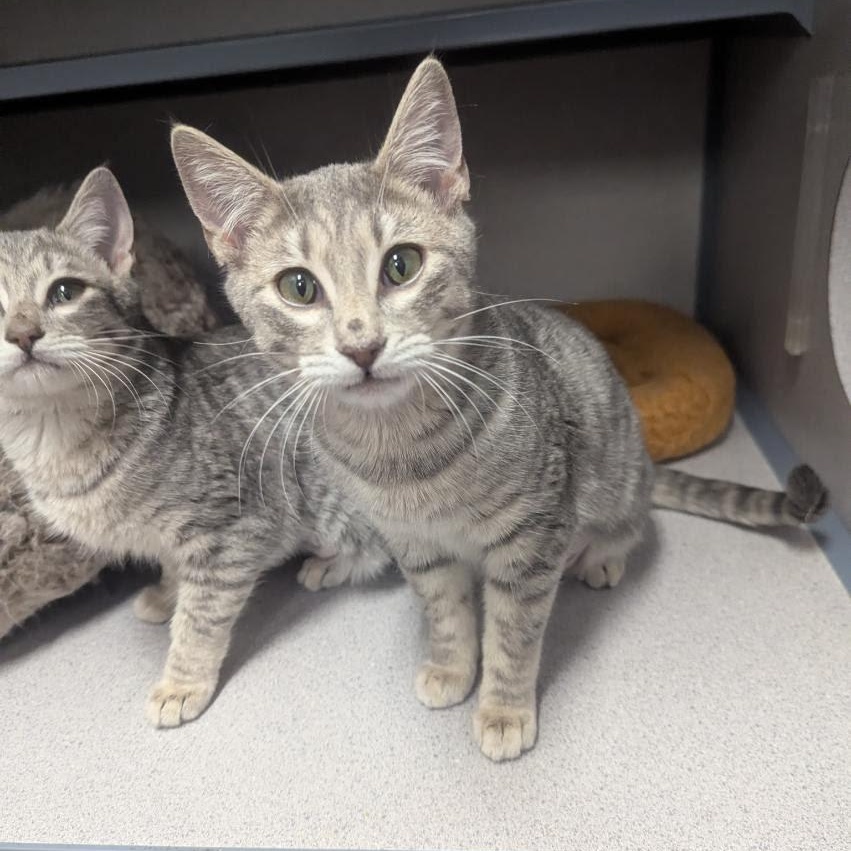 Enlarge Ellie & Willow, an adopted Domestic Short Hair in Grass Valley, CA image 2/4