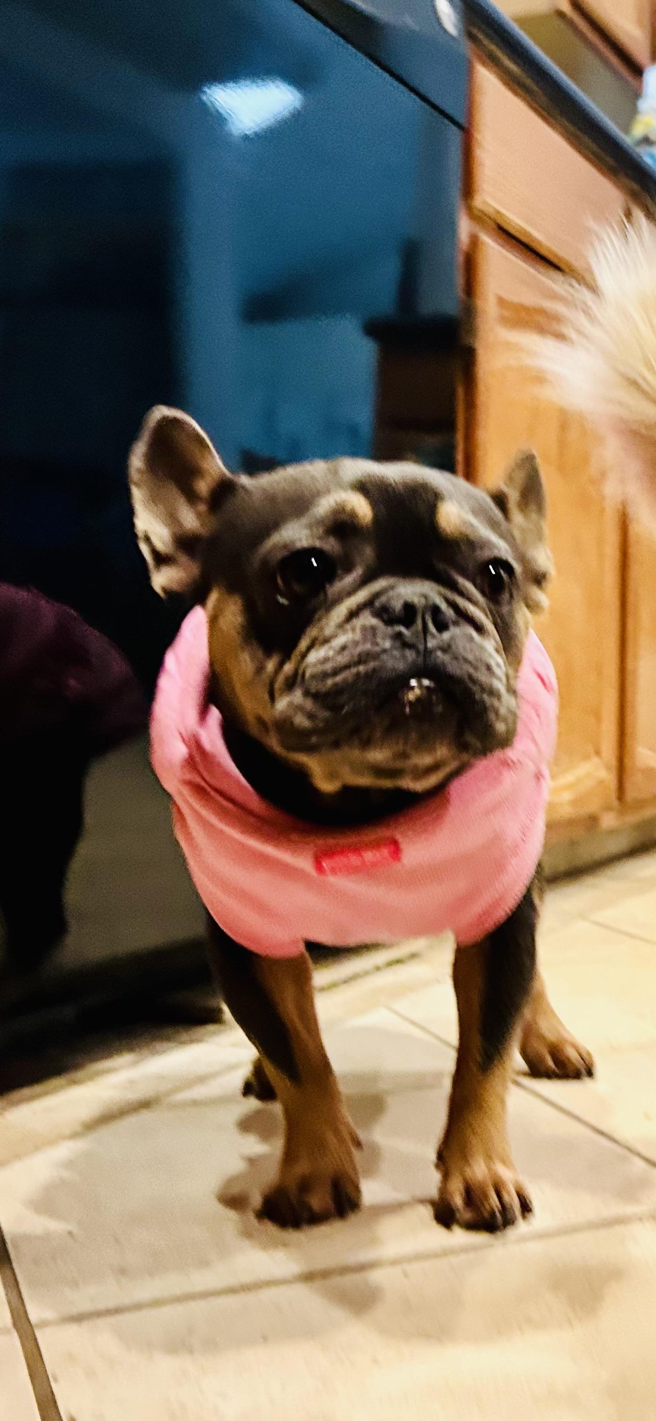 Fiona, a Adoptable French Bulldog in Bakersfield, CA image 1/5