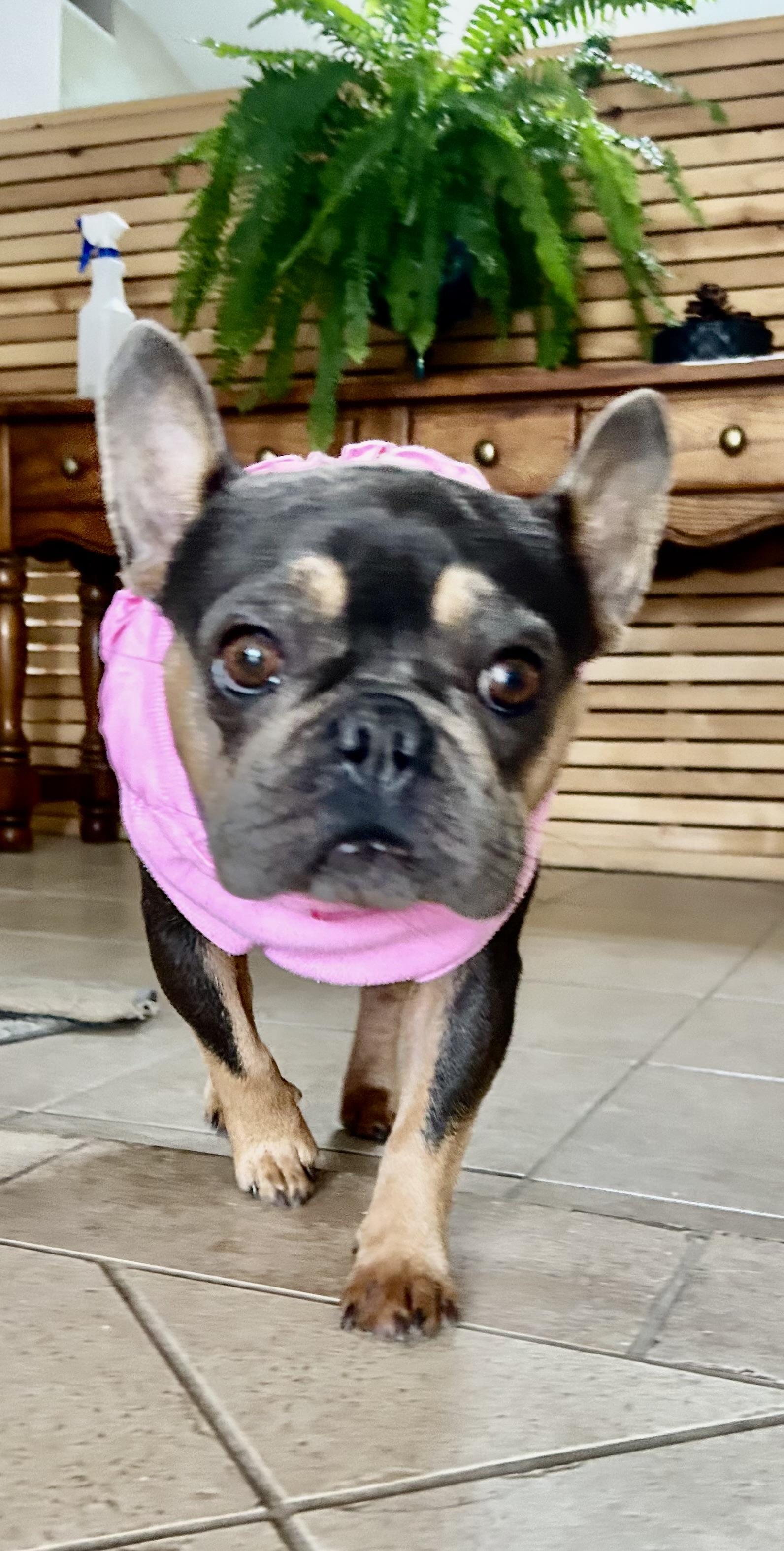 Fiona, a Adoptable French Bulldog in Bakersfield, CA image 2/5