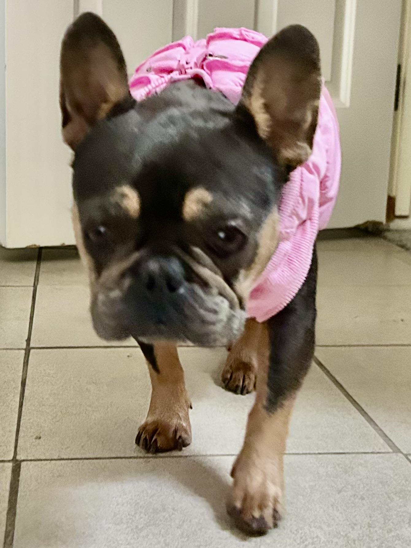 Fiona, a Adoptable French Bulldog in Bakersfield, CA image 3/5