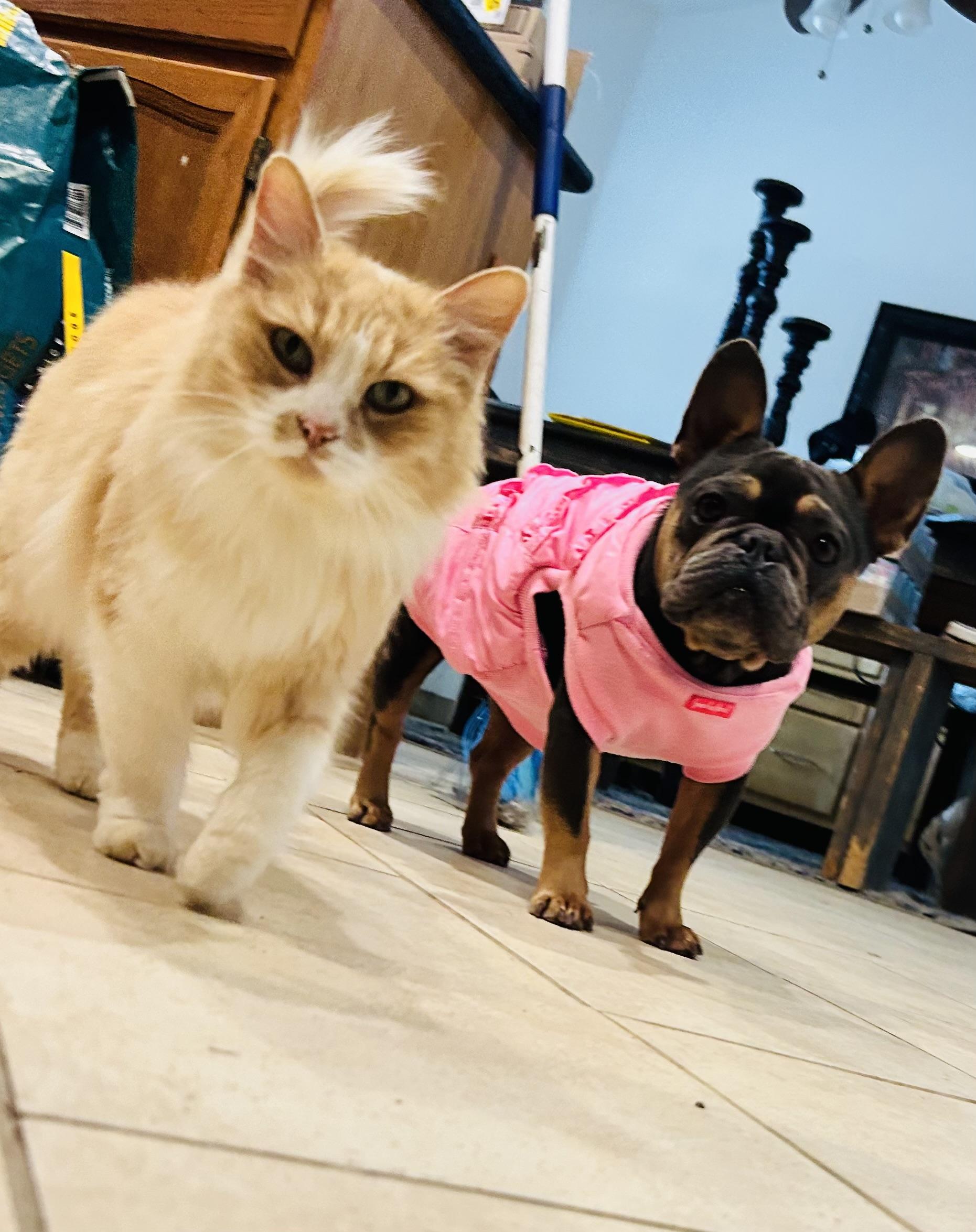 Fiona, a Adoptable French Bulldog in Bakersfield, CA image 4/5