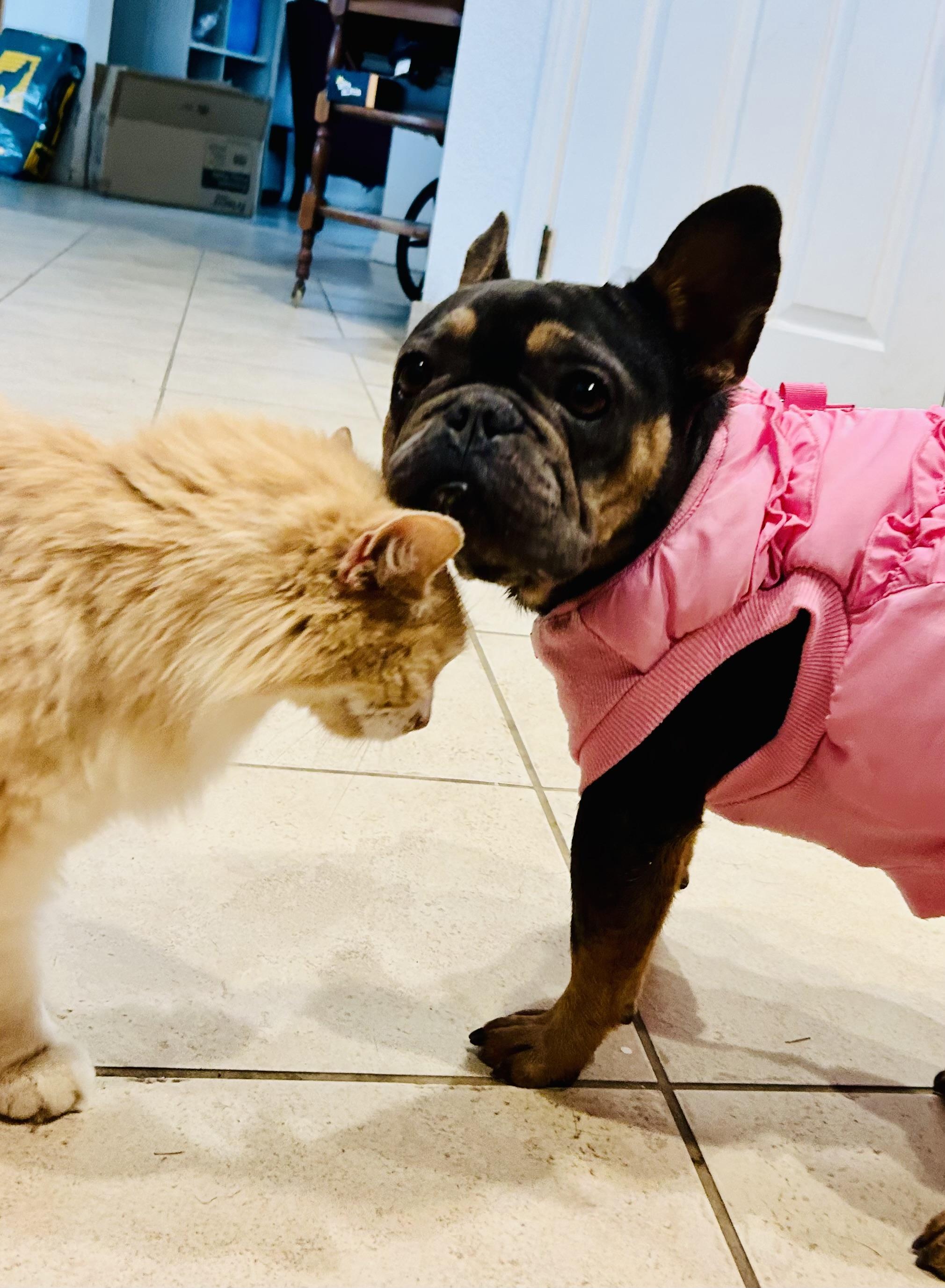 Fiona, a Adoptable French Bulldog in Bakersfield, CA image 5/5