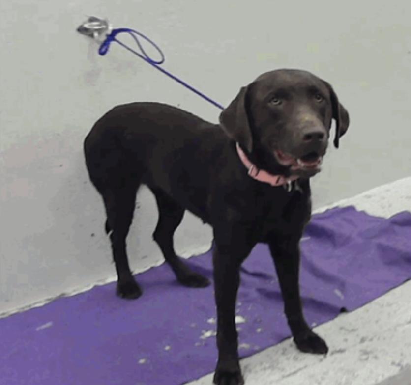 Alui / Velcro, a Adopted Labrador Retriever in Broomfield, CO image 1/5