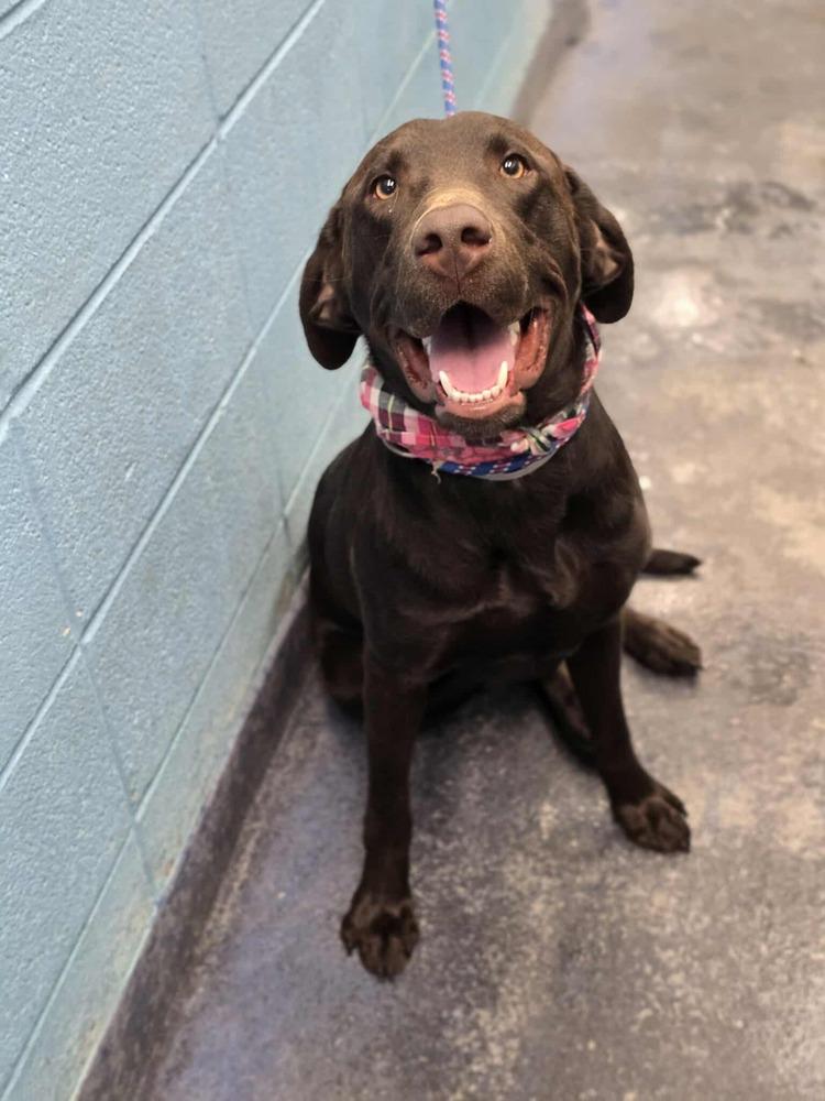 Alui / Velcro, a Adopted Labrador Retriever in Broomfield, CO image 2/5