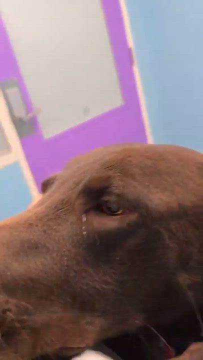 Enlarge Alui / Velcro, a Adopted Labrador Retriever in Broomfield, CO video 4/5