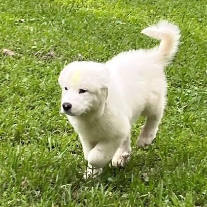 Enlarge Slider, a Adopted mixed breed in Unionville, CT image 6/6