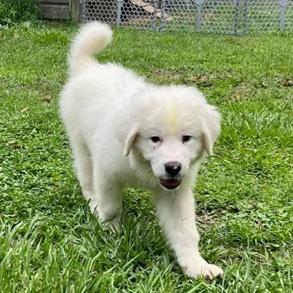 Enlarge Slider, a Adopted mixed breed in Unionville, CT image 1/6