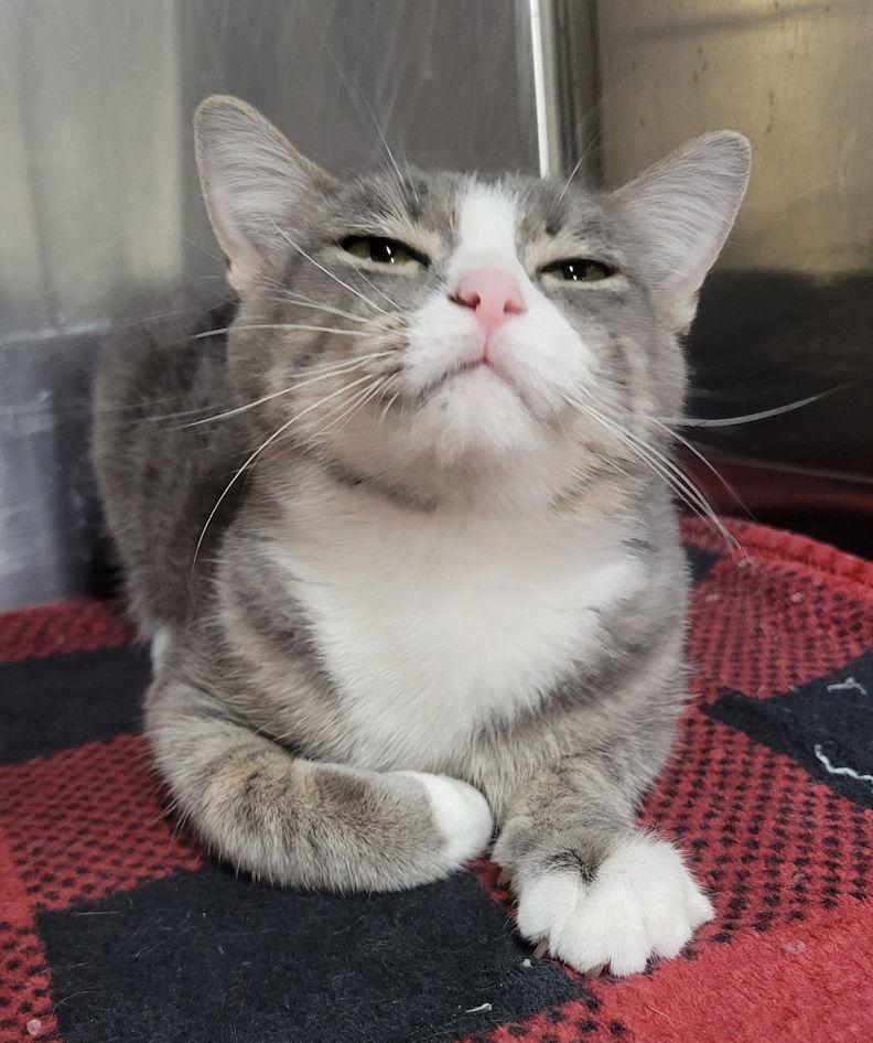 Enlarge Oblina, a Adoptable Domestic Short Hair in Cuyahoga Falls, OH image 2/3