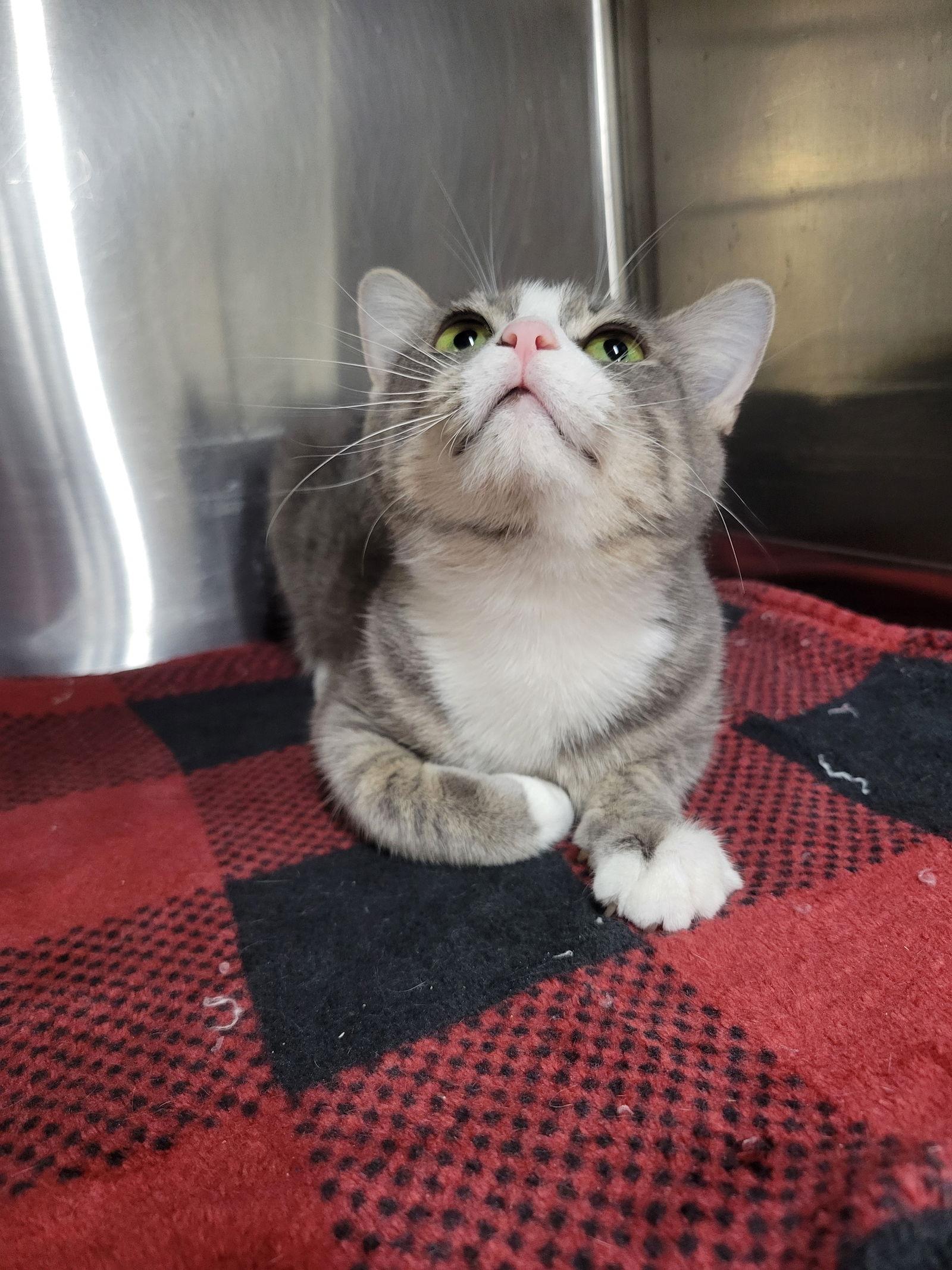 Enlarge Oblina, a Adoptable Domestic Short Hair in Cuyahoga Falls, OH image 3/3