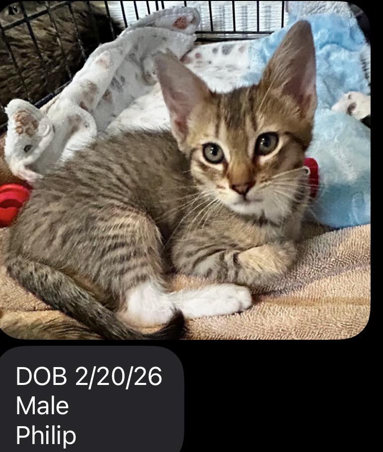 Philip , ADOPTABLE, Kitten Male Domestic Short Hair.