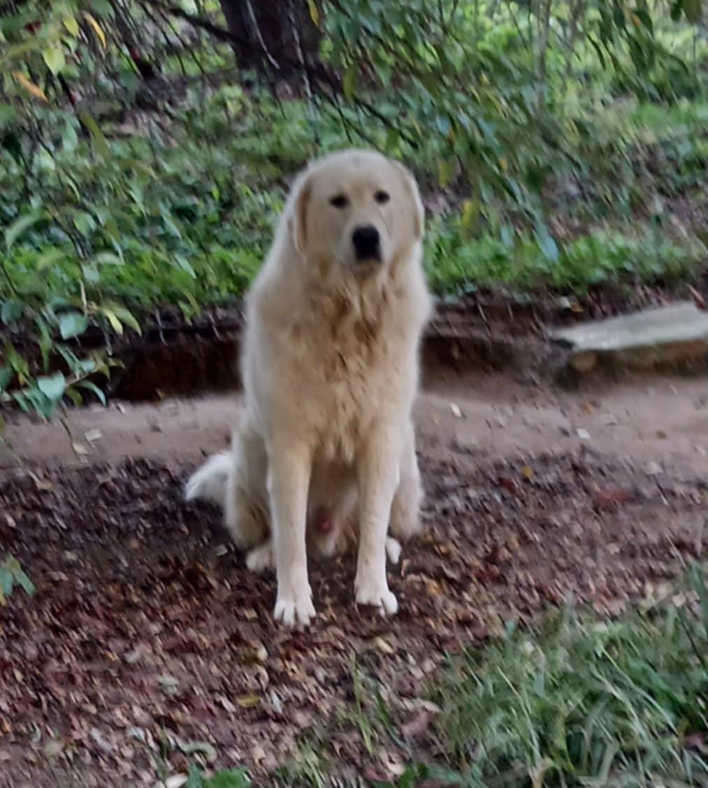 Bolt, Adoptable, Adult Male Great Pyrenees & Maremma Sheepdog.