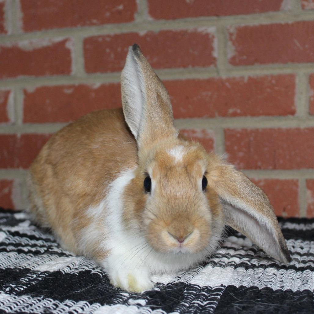 Enlarge Dippin Dot, a Adoptable Rex in Winston-Salem, NC image 1/1