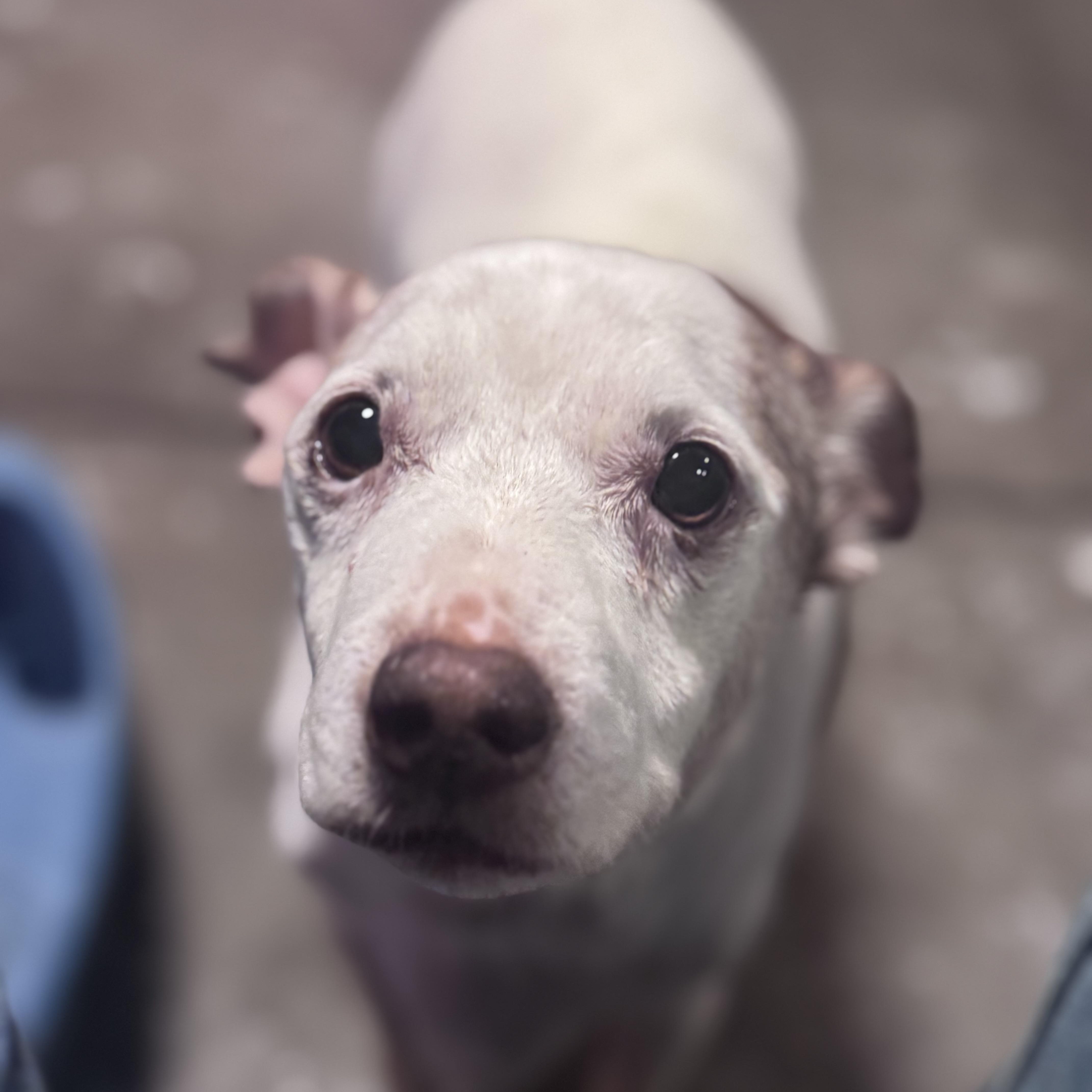 Milo, adopted, Senior Male Jack Russell Terrier & Chihuahua.