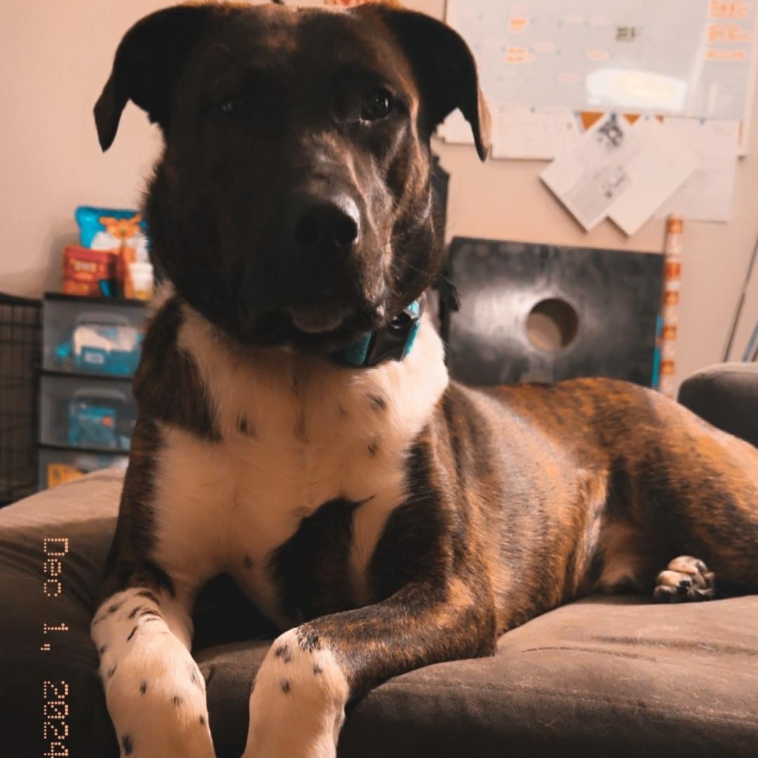 Enlarge Anakin, a Adoptable mixed breed in Maryville, TN image 1/2