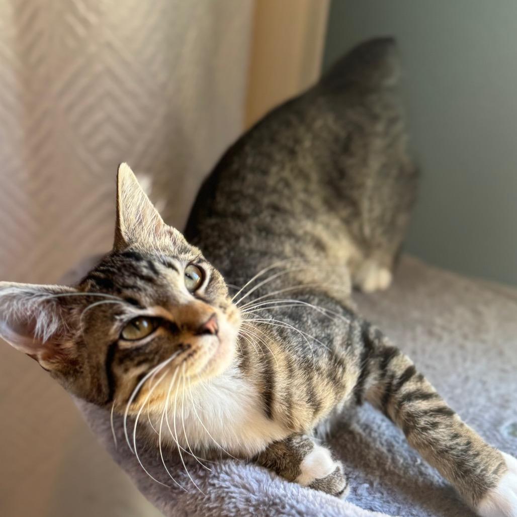 Eleanor, Adoptable, Kitten Female Manx & Domestic Short Hair.