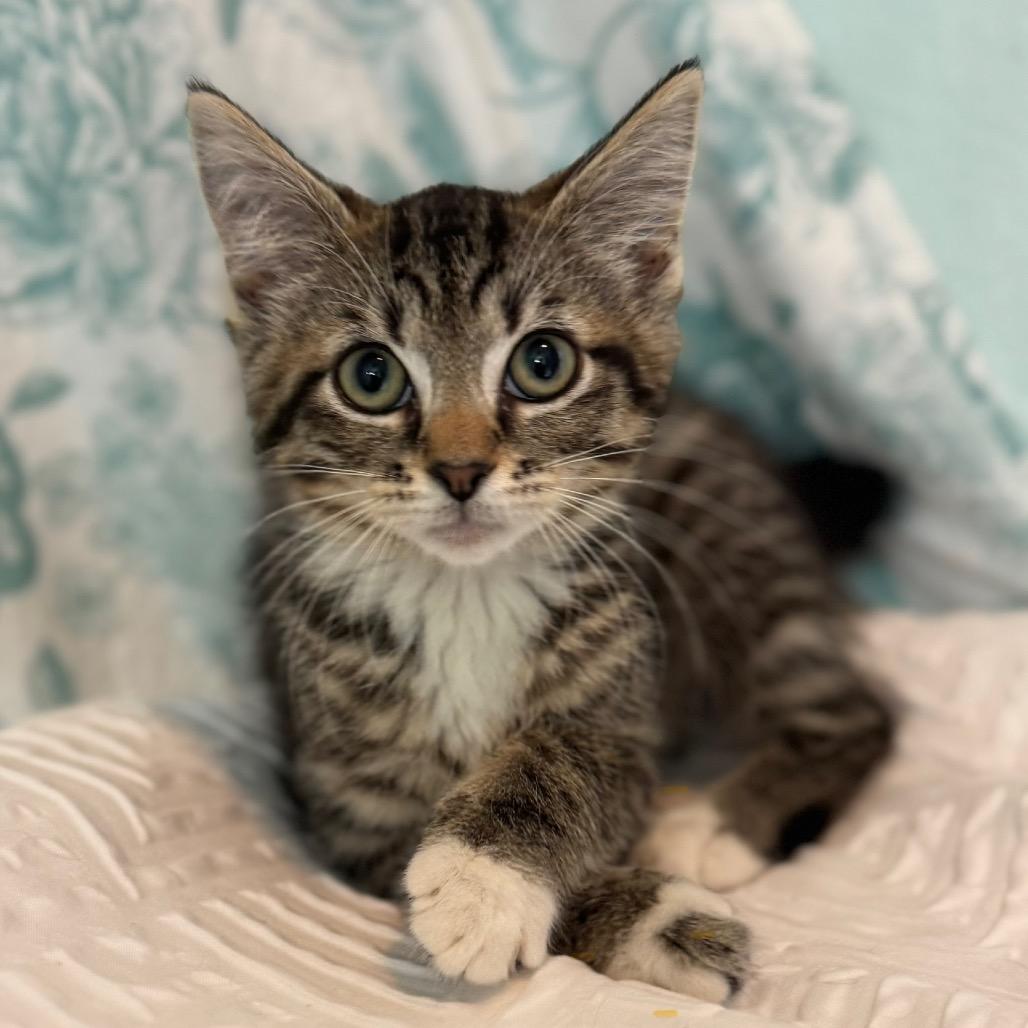 Enlarge Eleanor, a Adoptable mixed breed in TITUSVILLE, FL image 2/5