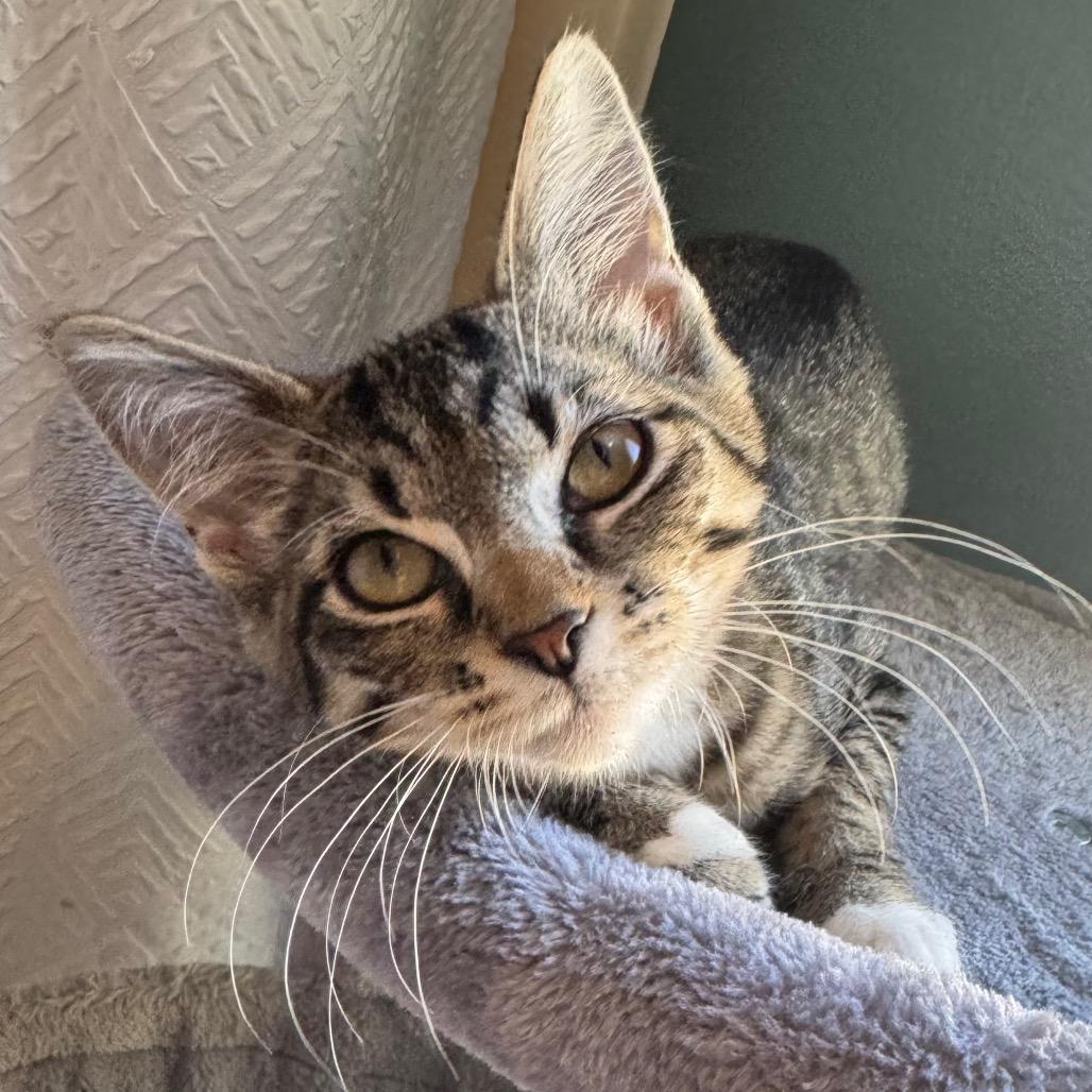 Enlarge Eleanor, a Adoptable mixed breed in TITUSVILLE, FL image 3/5