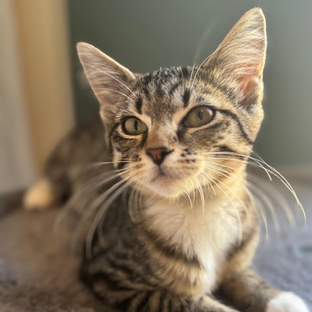 Enlarge Eleanor, a Adoptable mixed breed in TITUSVILLE, FL image 4/5