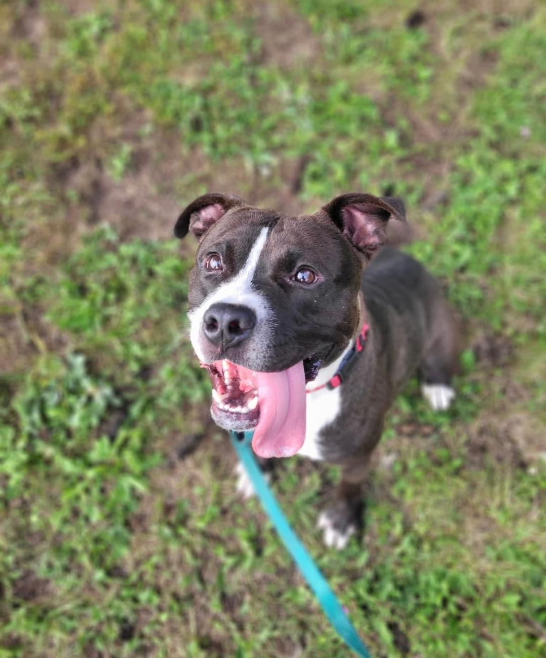 Enlarge Cojack, a Adoptable mixed breed in Syracuse, NY image 1/1