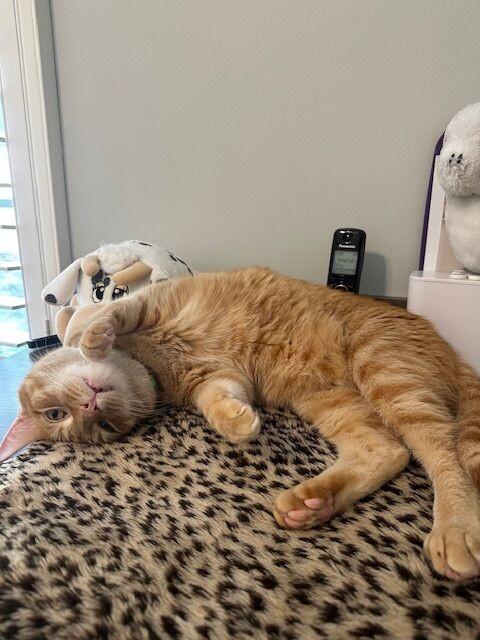 Fred, Adoptable, Adult Male Domestic Short Hair.