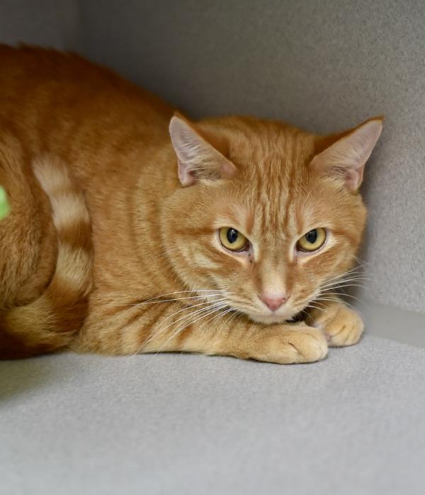 Enlarge Fred, a Adoptable Domestic Short Hair in Marietta, GA image 2/6