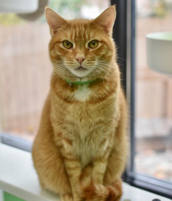 Fred, Adoptable, Adult Male Domestic Short Hair.