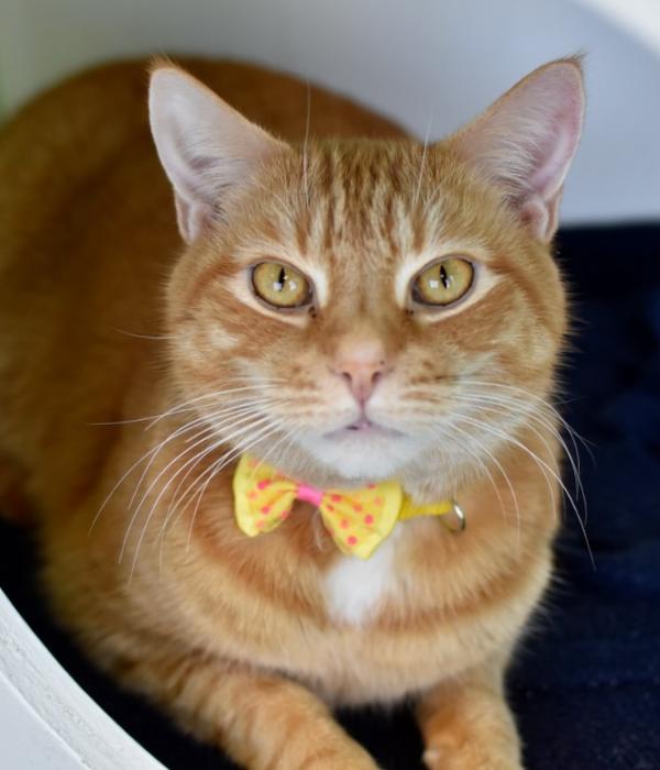 Enlarge Fred, a Adoptable Domestic Short Hair in Marietta, GA image 5/6