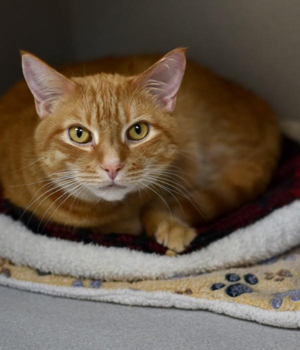 Enlarge Fred, a Adoptable Domestic Short Hair in Marietta, GA image 6/6