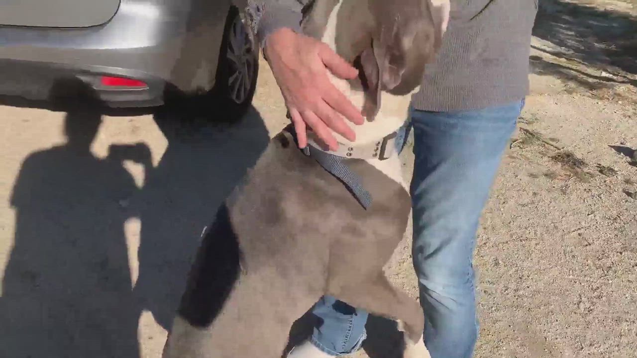 Enlarge Zeus, a Adopted Pit Bull Terrier in Coachella, CA video 6/11