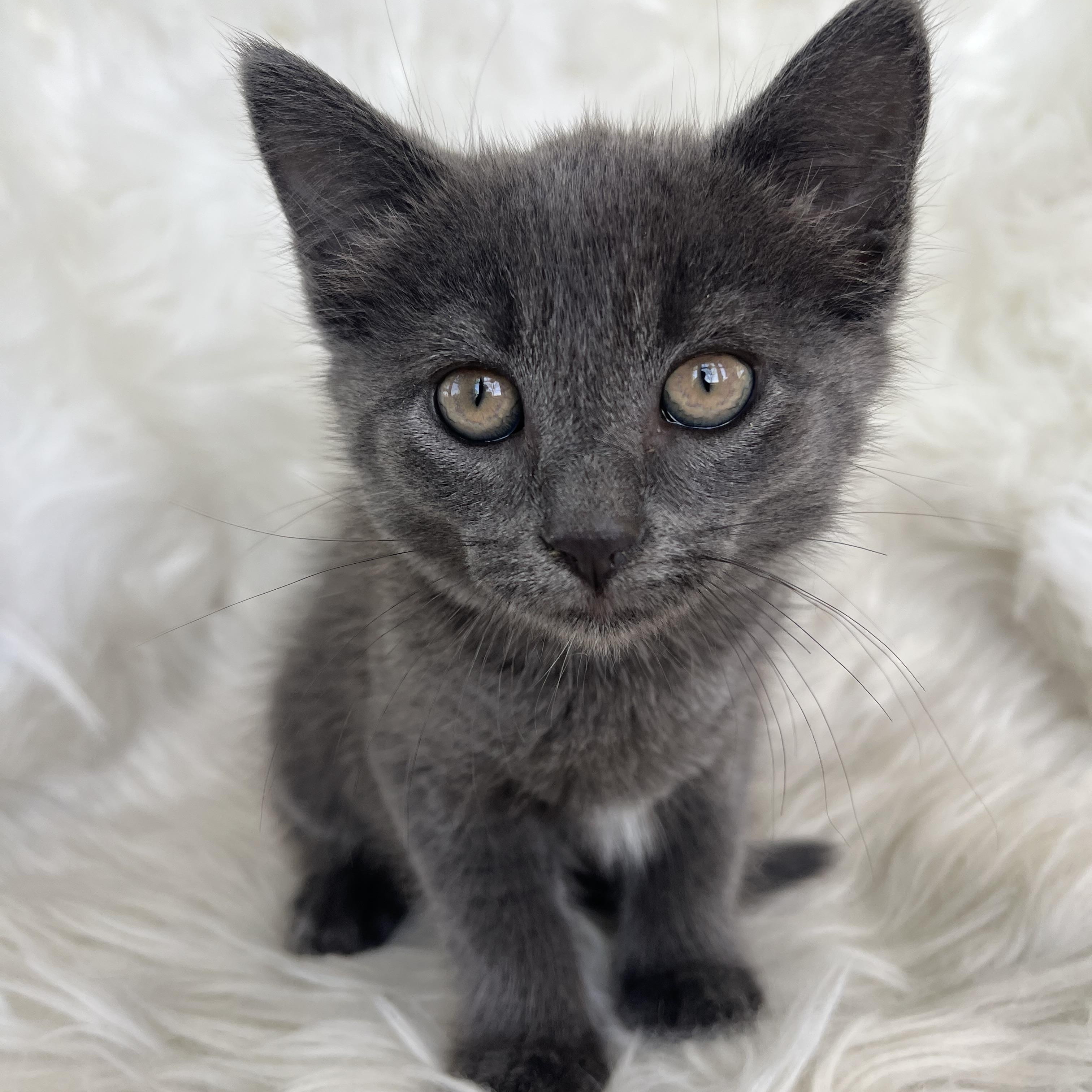 Dahlia, a Adopted Domestic Short Hair in Lima, OH image 4/6