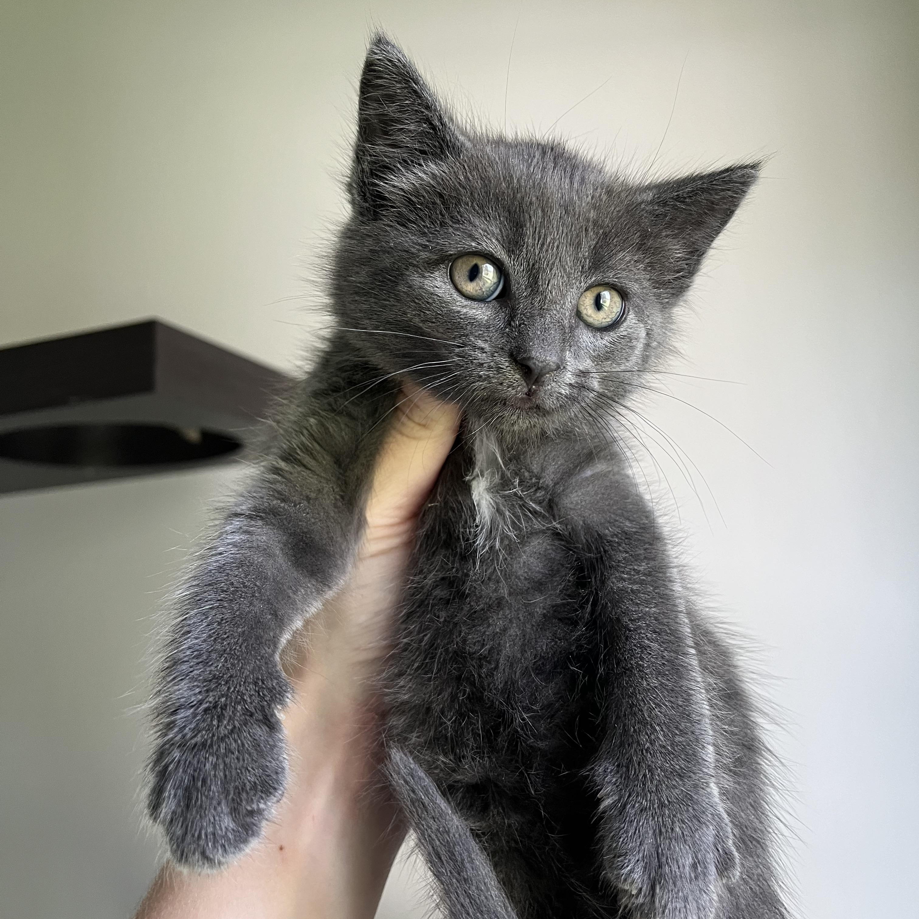 Dahlia, a Adopted Domestic Short Hair in Lima, OH image 6/6