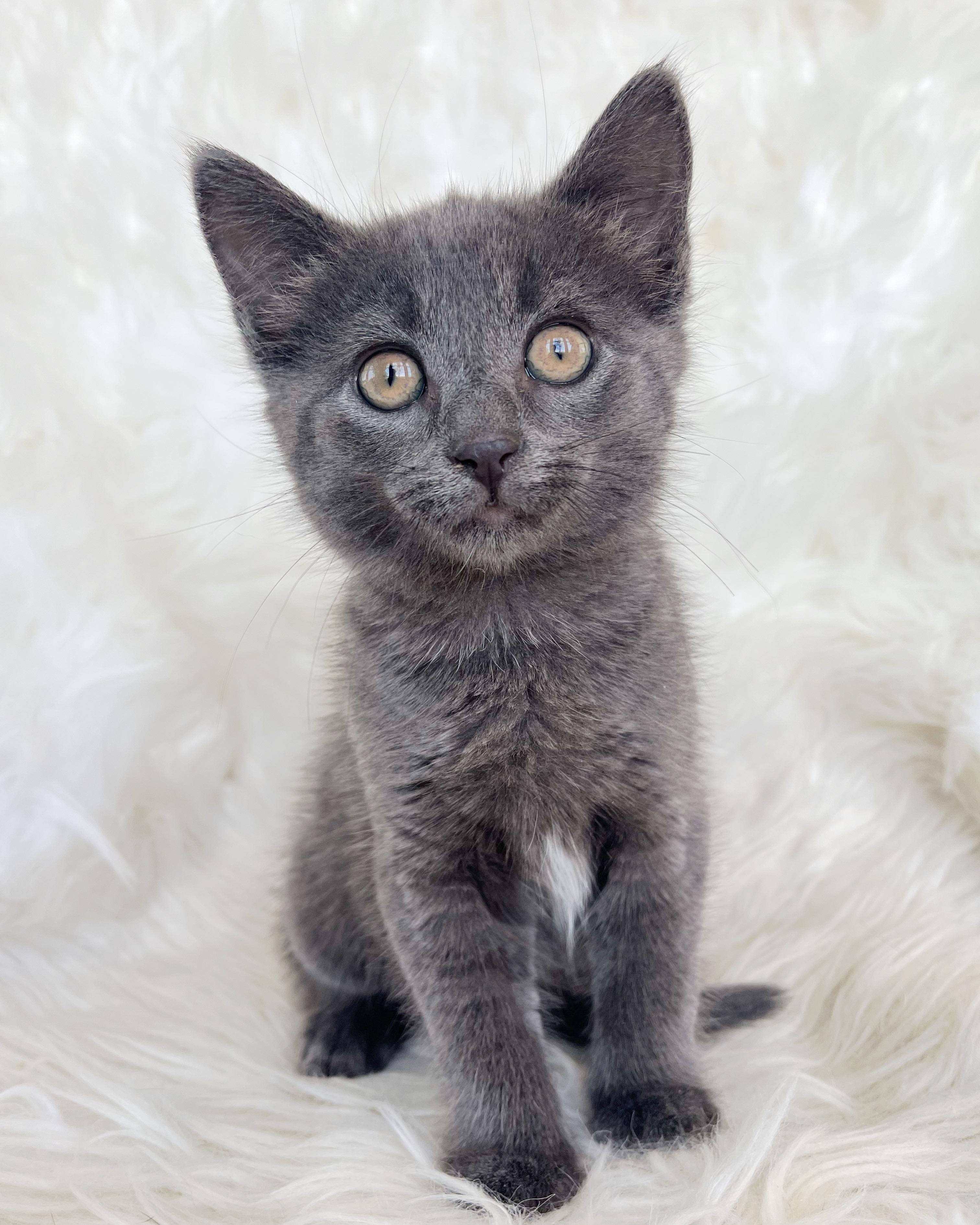 Dahlia, a Adopted Domestic Short Hair in Lima, OH image 1/6