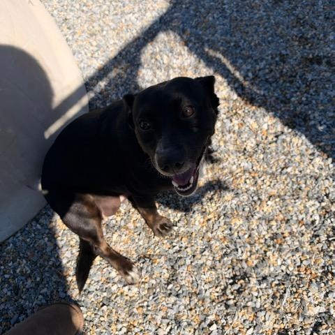 Enlarge Stormie, a Adopted mixed breed in Marion, NC image 2/4