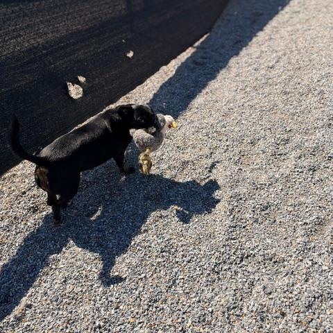 Enlarge Stormie, a Adopted mixed breed in Marion, NC image 3/4